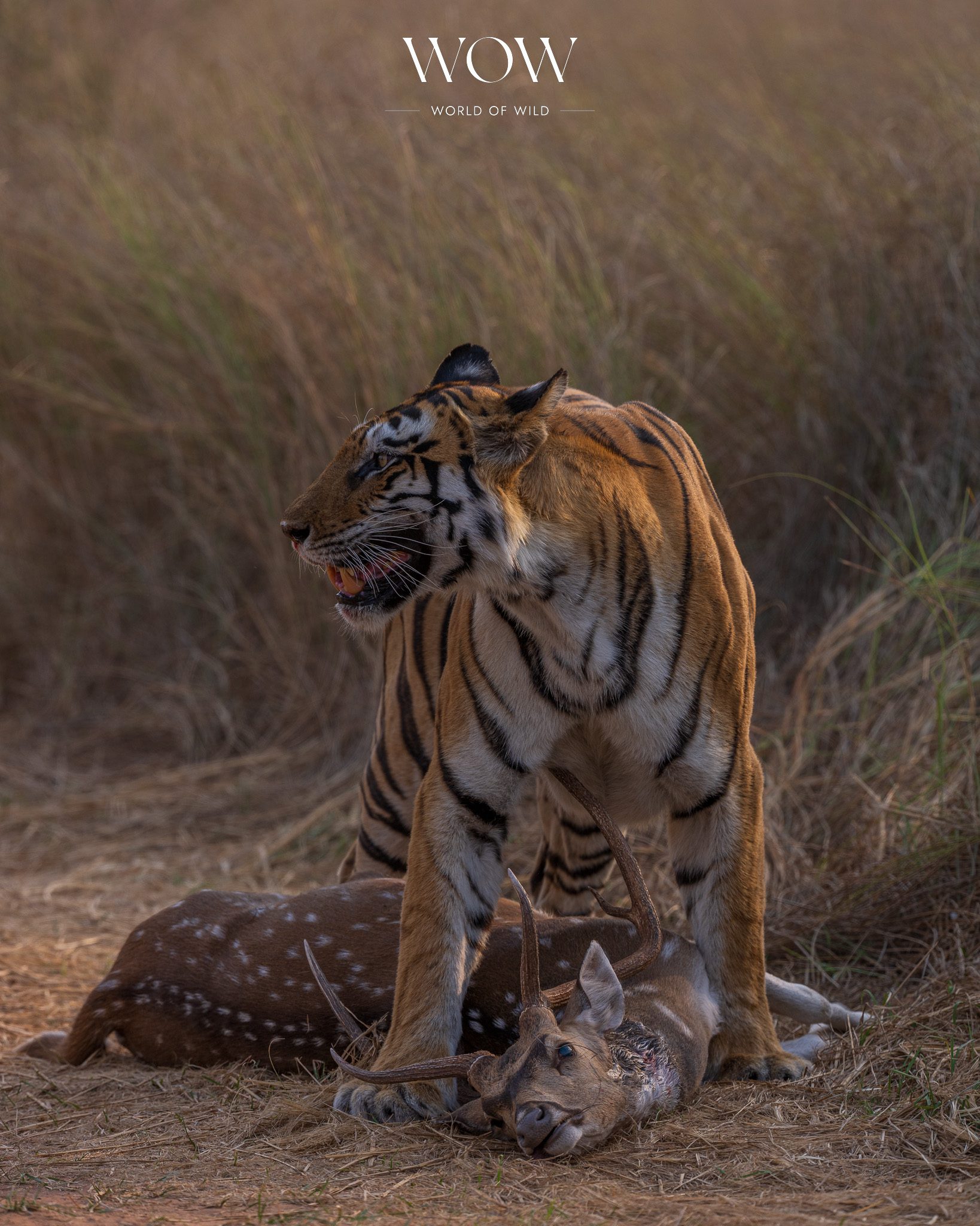 Tiger with kill in Panna Tiger Reserve in 2025