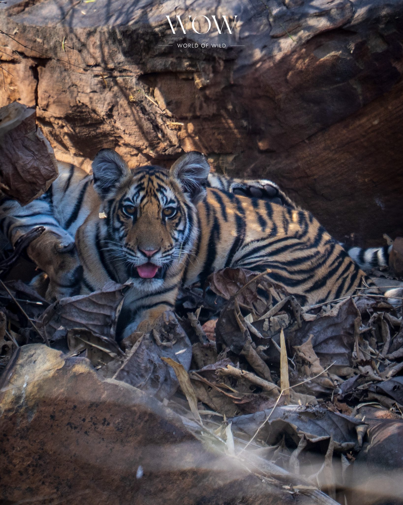 Tiger Cubs Sighting in Panna Tiger Reserve