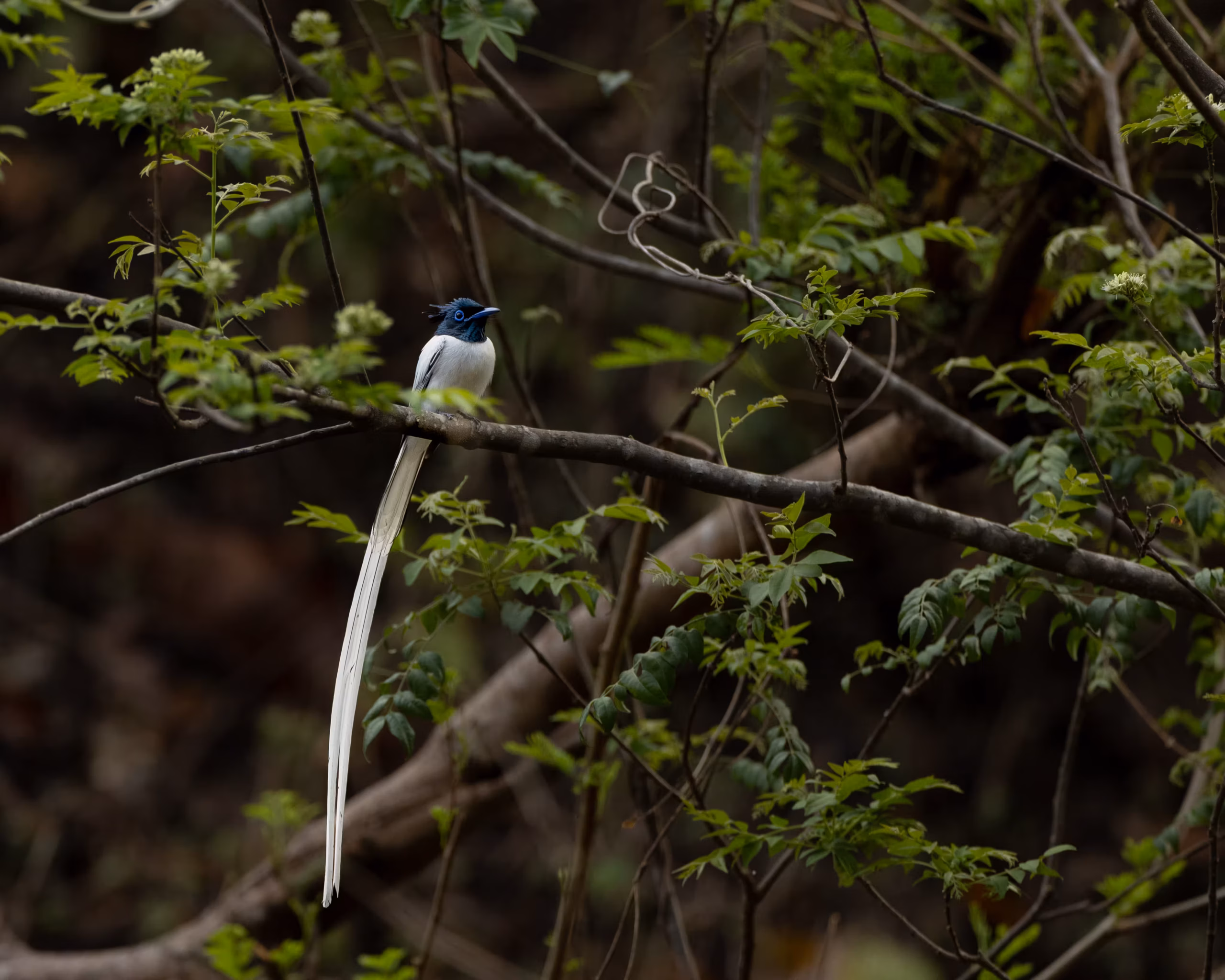 Indian Paradise Flycatcher-WOW Kaladhungi