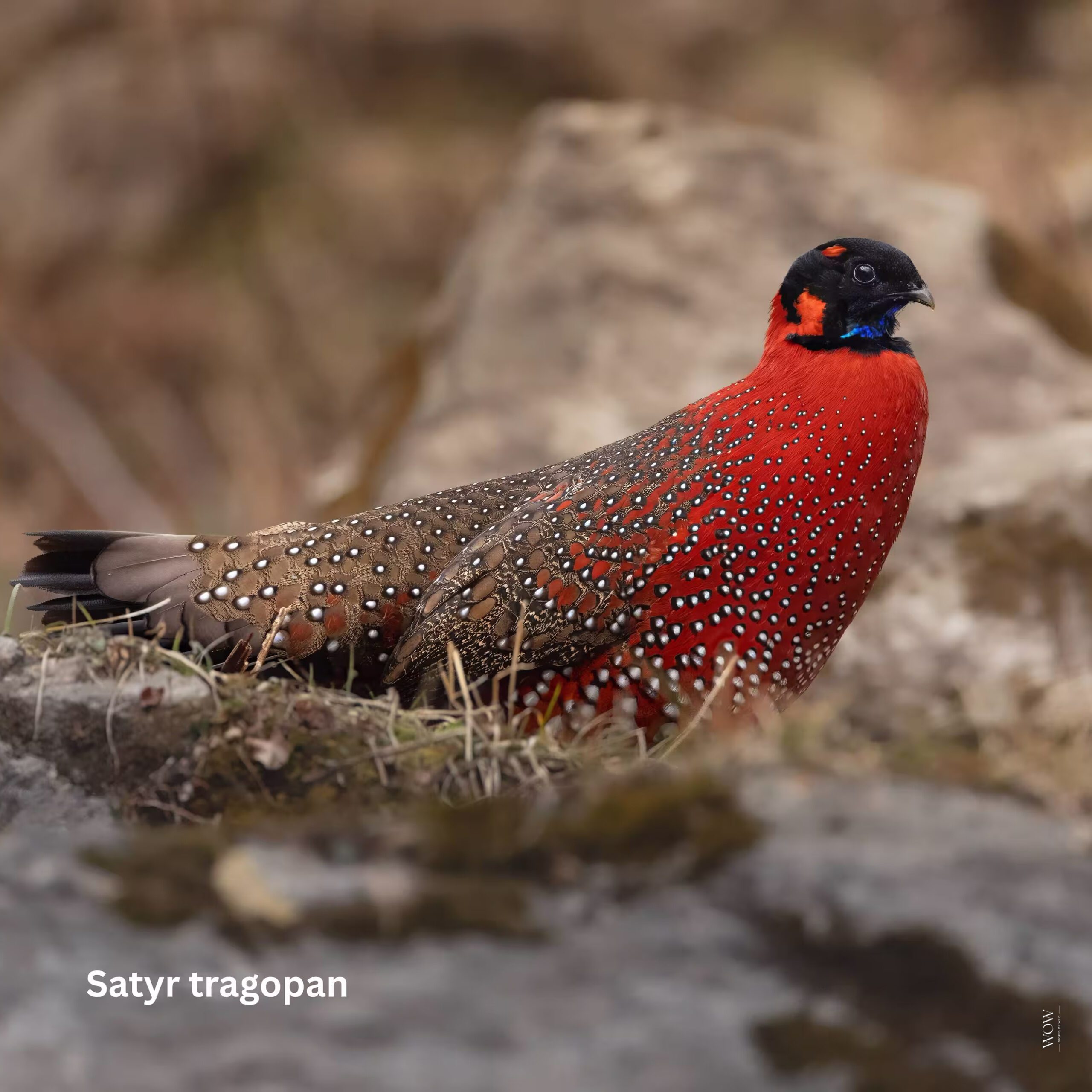 Satyr Tragopan emerging from Grass in Munsiyari in April 2025 during Kaladhungi to Munsiyari Birding Tour