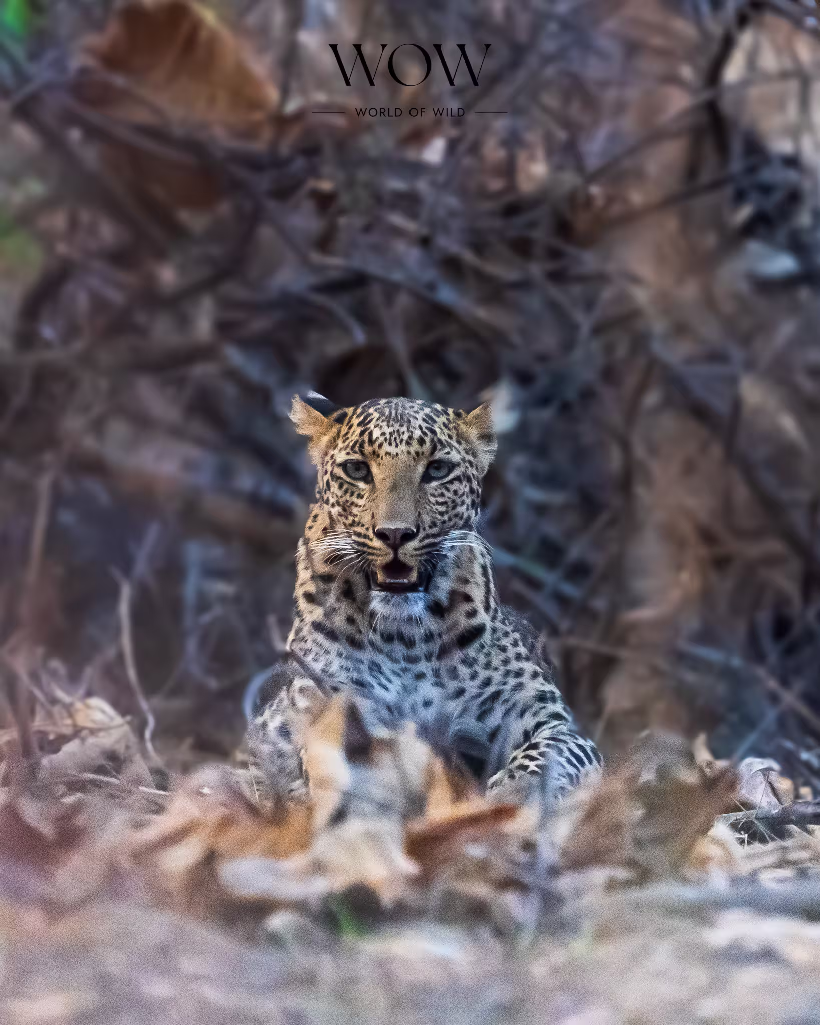 Male leopard resting on rocky outcrop – Madla zone, Panna National Park