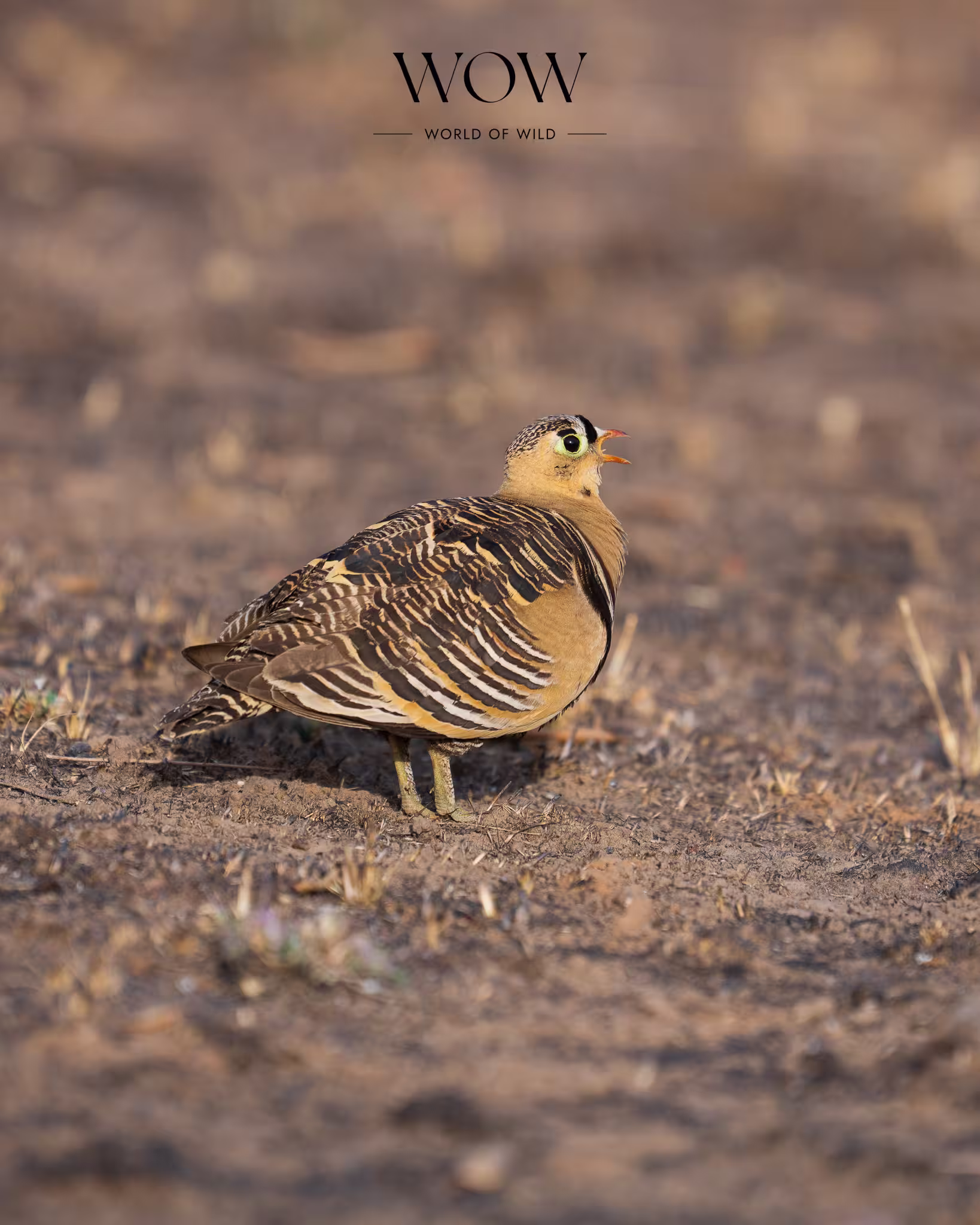 Painted Sandgrouse feeding on gravel path – Panna Tiger Safari Trip Report