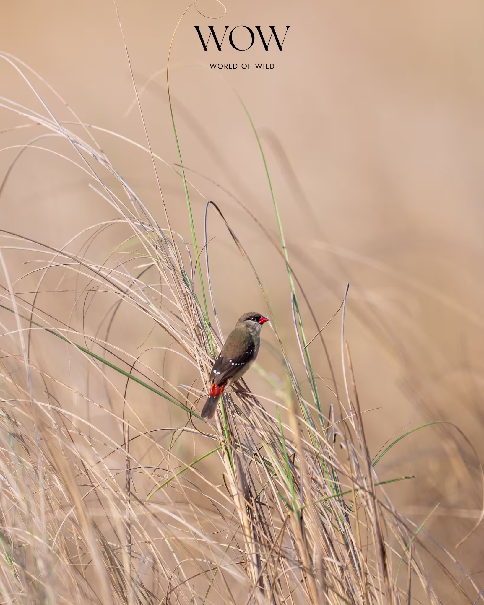 Red Avadavat perched on dry grass – Bird sighting during Panna Tiger Safari, April 2025